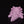 Small Axolotl