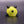 Small Bumblebee