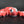 Small Lobster