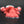 Small Lobster