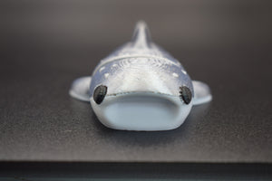 Small Whale Shark
