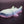 Small Whale Shark
