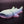 Small Whale Shark