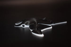 Small Manta