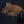 Small Cat