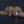 Small Platypus