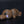 Small Platypus