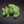 Small Brocoli