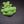 Small Brocoli