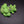 Small Brocoli
