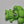 Small Brocoli